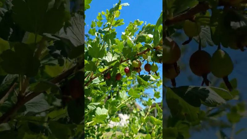 Обильное плодоношение крыжовника... Куст чёрного крыжовника на даче. Дачные будни.