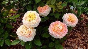 Абрикосово-оранжевые розы в саду: 9 сортов роз разных оттенков абрикосово-оранжевого цвета