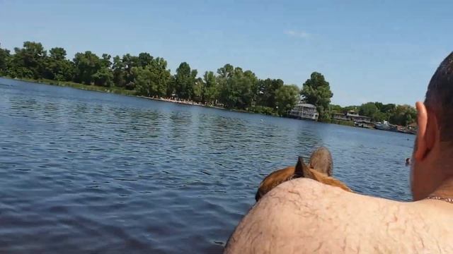 Как плавает французский бульдог Буч. 7 серия. смотреть онлайн