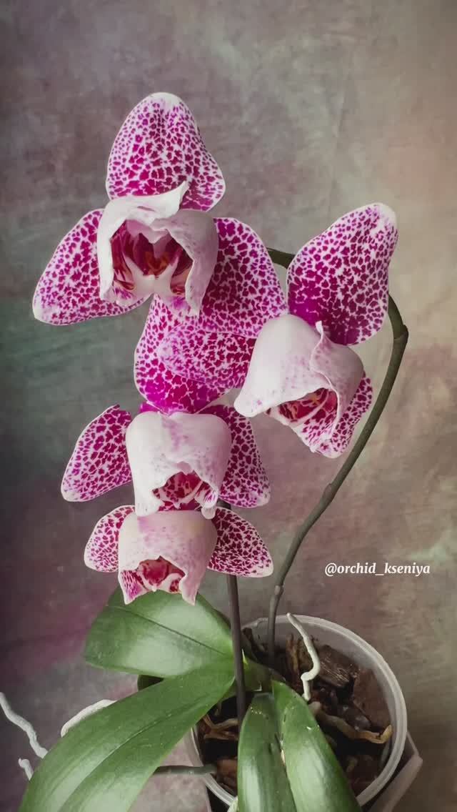 Phal. Dragon Maple peloric ? Шикарный пелор от азиатского садовника SonYa? Крупноцветковая орхидея