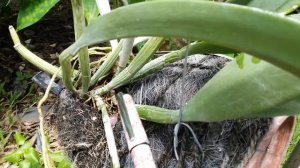 Unique way - Unusual way to Grow Orchid - Recchara frances fox (Cattleya x schomburgkia)