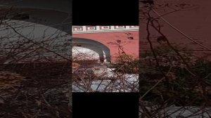 Донское кладбище Москвы, в поисках могилы Фёдора Бяконта, основателя рода Плещеевых (и Басмановых)