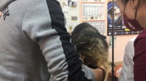 Как берут кровь у собак/Обиженный/