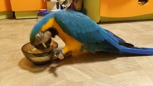 Попугай ара ест