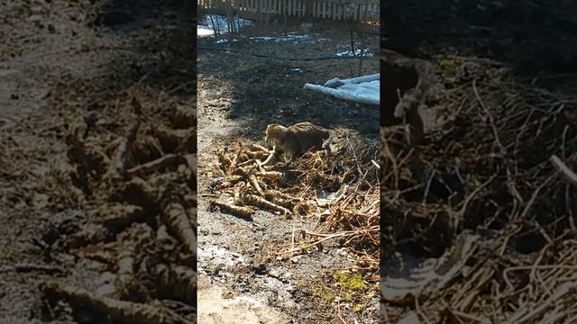 Дачный сибирский тигр. смотреть онлайн