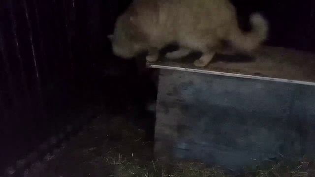 1426. Дикая лиса Маркиза и кот Амур, кот приходит в гости. смотреть онлайн