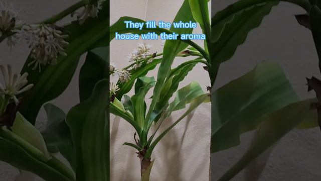 Dracaena Fragrans Indoor Plant in full bloom