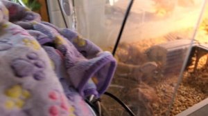 #инкубацияяиц АГАМЫ 08.04.23 второй день инкубации #бородатая_агама Анаис и Бисмарк