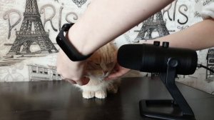 Уход за котами - Grooming cats ASMR