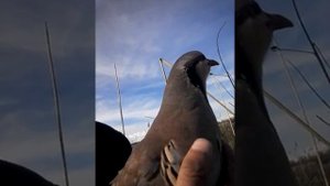 Овози наркавги шикори