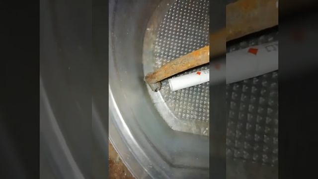 Внимание! Клещи! Клещ насосался! Будьте осторожны! #клещ, #клещнапился смотреть онлайн