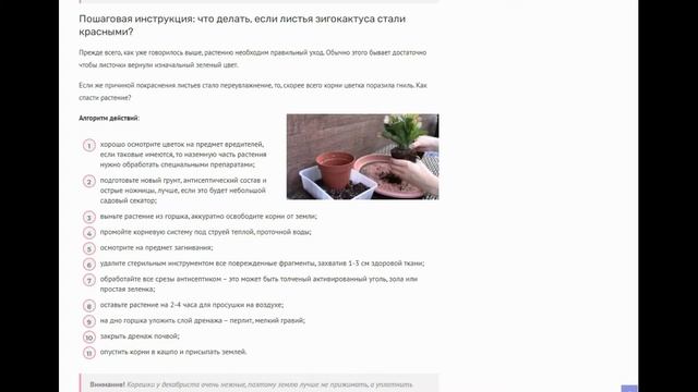 Почему у декабриста краснеют листья: 5 причин возникновения проблемы и способы ее устранения смотреть онлайн