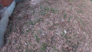 Посадил клевер газон в глину! Вот что у меня получилось! Промежуточный этап. Клевер против Плюща