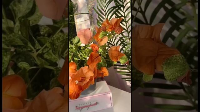 Бугенвиллия Diamond Orange?/ Bougainvillea смотреть онлайн