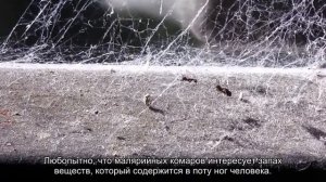 Биолог объяснил, кого чаще всего кусают комары
