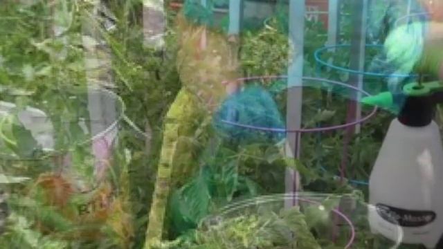 Когда Необходима Подкормка Томатов Йодом смотреть онлайн