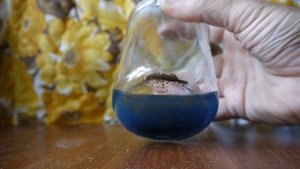 ЗОЛОТО И СЕРЕБРО ИЗ ГЛИНЫ...3.. ОСАДОК.