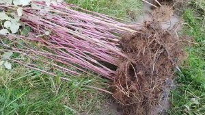 Саженцы летней малины сорт ,,Ньюбург,,