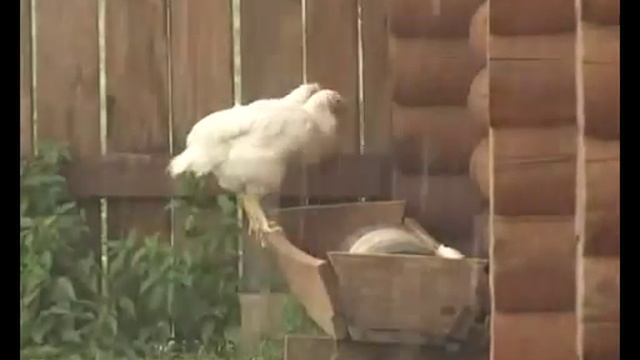 Живой дом Афганская курдючная порода овец смотреть онлайн