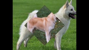 Норвежский Бухунд/Norwegian Buhund (порода собак HD slide show)!