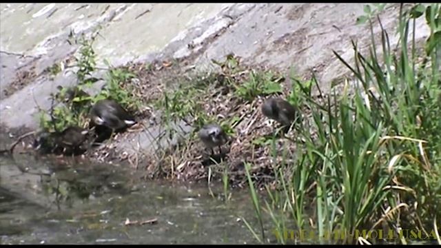 Водяні курочки з пташенятами