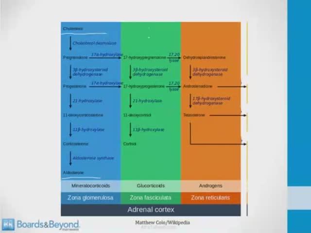 Эндокринология USMLE - 2. Надпочечники - 1.Надпочечники