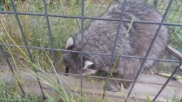 Крым , частный зоопарк смотреть онлайн