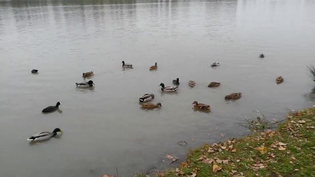 СОЛНЕЧНЫЙ ОСТРОВ КРАСНОДАР 28.10.16 смотреть онлайн