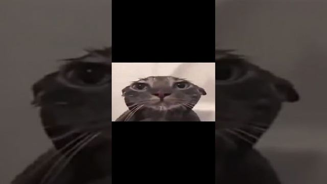 Как ПРАВИЛЬНО мыть котов смотреть онлайн