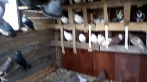 Минералка для голубей с Ozon.