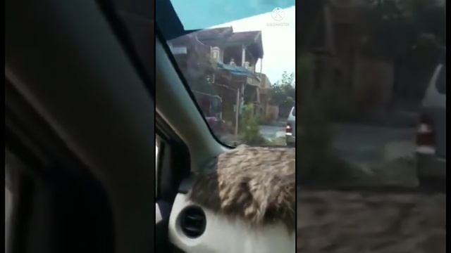 BEKASI KLATEN ANIV 2 KCSI|KIA CARNIVAL|KIA SEDONA смотреть онлайн