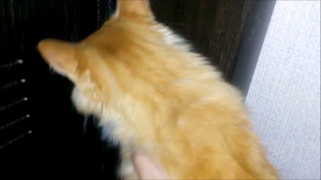 Утренние ласки кота Барсика и кусачие мышки