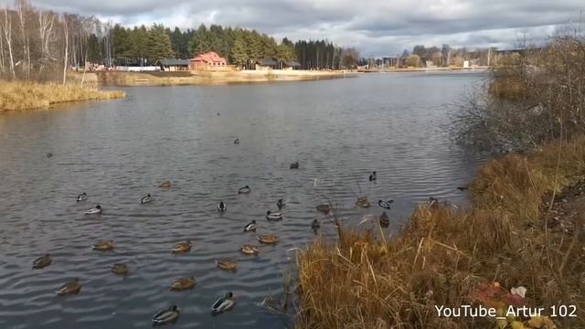 Пруд города Белебей mp4