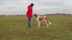 Лучшие сторожевые собаки в мире!