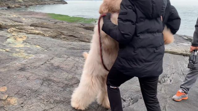 Why it's Hard to Bring a Big Dog on a Hiking