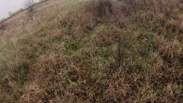 ПОСЛЕДНИЕ ДЕНЬКИ ГРИБНОГО СЕЗОНА 2022 ГОДА. СИНИЯ НОЖКА смотреть онлайн