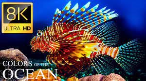 Цвета океана 8K ULTRA HD - Лучшие морские животные 8K для релаксации и C.mp4