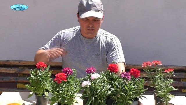 Всё о вербене. От посева до цветения!