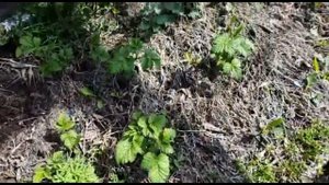 Что делать с полем одуванчиков на садовом участке?