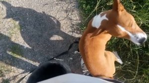 О породе Басенджи=}