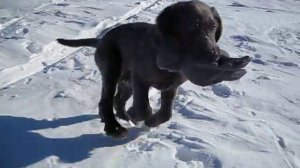 Blue Longhaired Weimaraner pup on Frozen Lake Superior