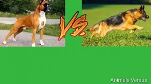 Немецкий боксер против Немецкая овчарка