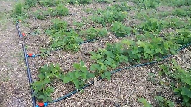 Система капельного полива отзыв / Капельное орошение / Как поливать клубнику смотреть онлайн