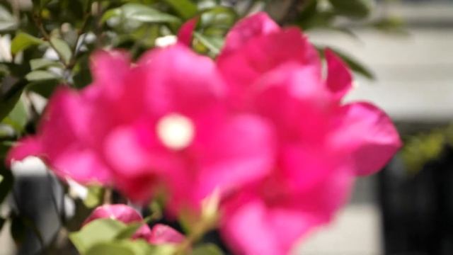 【Samsung NX210】1920 x 1080 30fps‧實拍D by Mobile01 смотреть онлайн