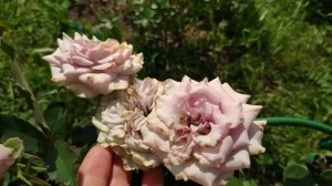 Роза Dolcetto / Дольчетто