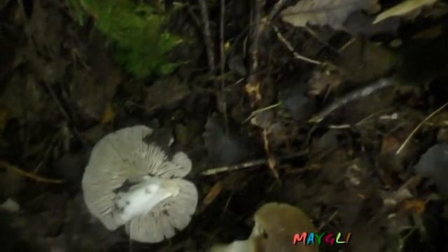 Ведьмин Круг Рядовки Коричневые Неизвестные смотреть онлайн