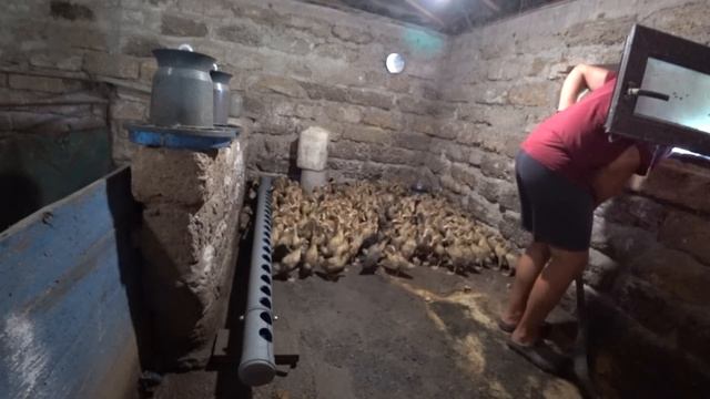 Поїлка для качок за копійки! Із пластикової труби! місця мало але прорвемося! смотреть онлайн