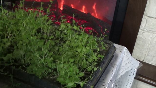 Цветок лобелия: как ухаживать в домашних условиях