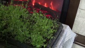 Цветок лобелия: как ухаживать в домашних условиях