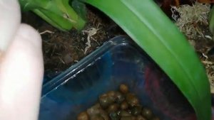 Мильтония уход за цветком в домашних условиях